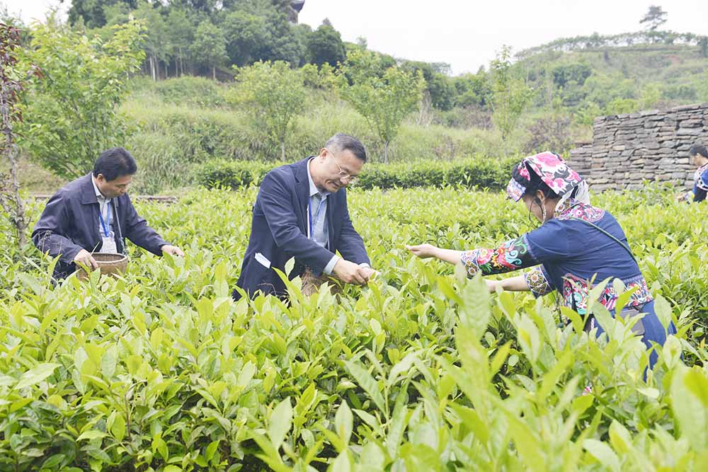 印尼《一带一路报》社长曾惠阳采摘碣滩茶。贺子平 摄