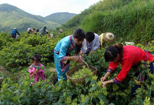 基地采摘金银花。受访单位供图