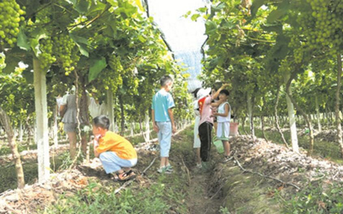 游客在江永县生态葡萄园采摘葡萄。毛文涛摄
