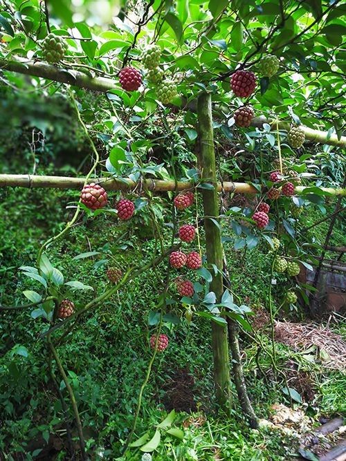 校企合作建立在通道县双江镇红香村扶贫基地的黑老虎长势喜人。单位供图