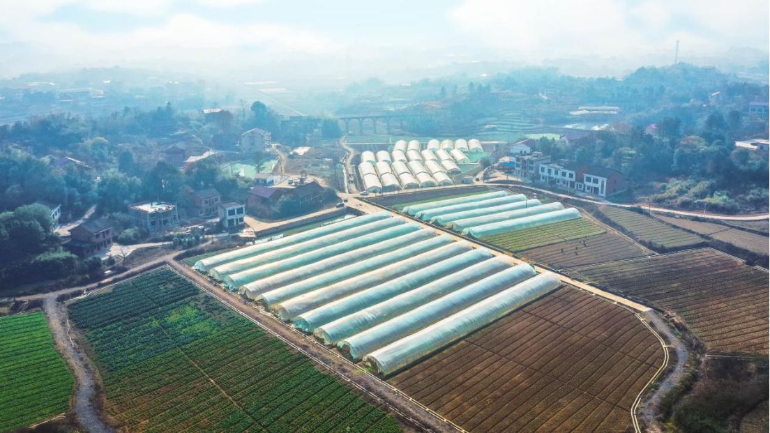 两塘村大棚蔬菜基地。单位供图