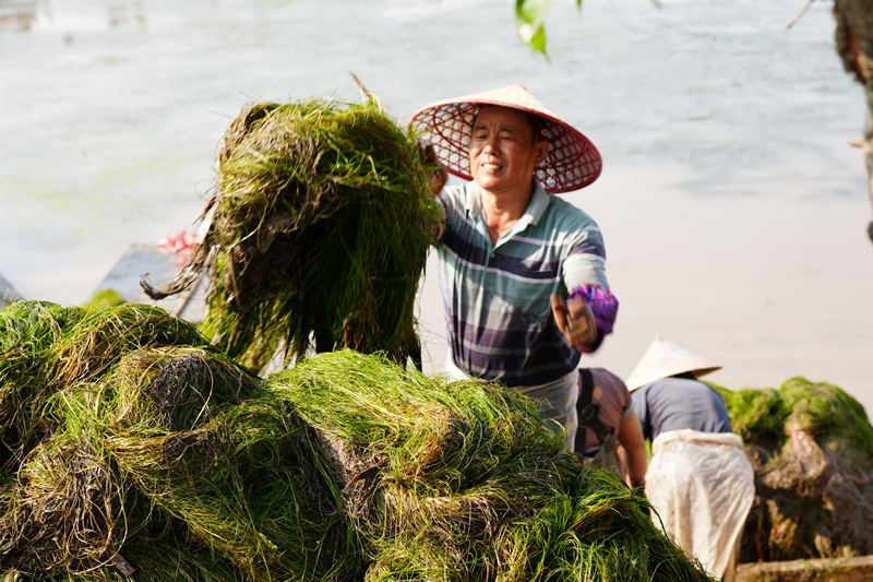 种草工人正在采收水草。刘钊作摄