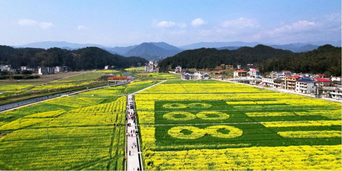 雷峰村超級稻高產攻關科研基地的油菜花海。單位供圖