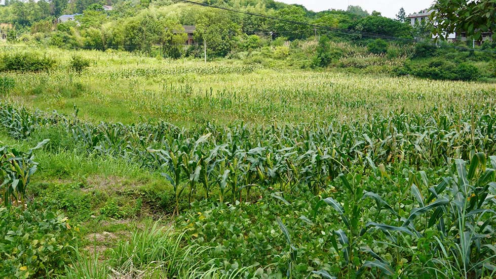 钢厂村玉米大豆套种地块。胡奥摄