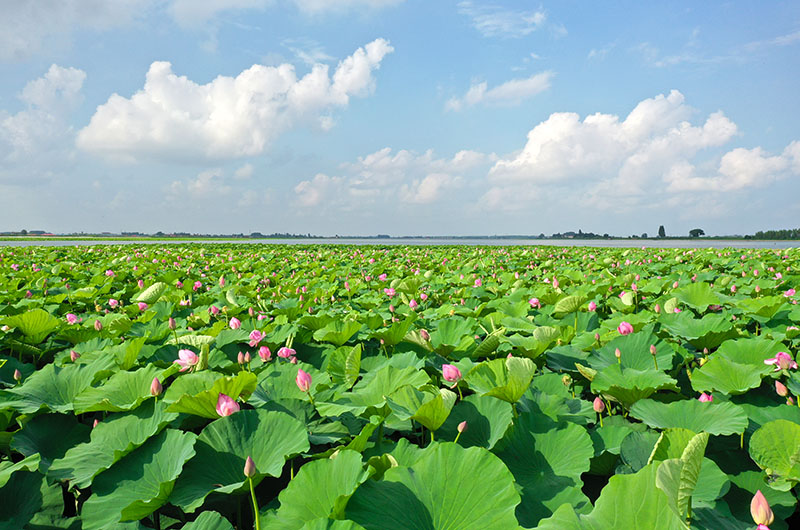 盛夏的牛屎湖，风光无限。单位供图