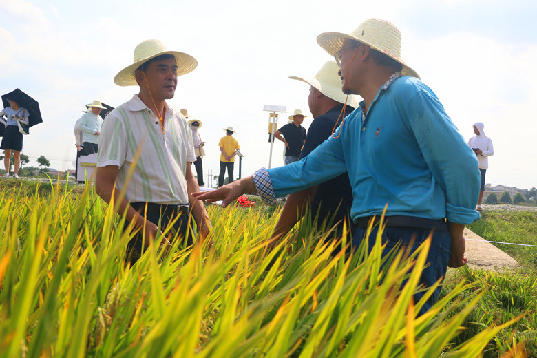 专家在稻田里查看水稻收成。人民网记者 刘宾摄