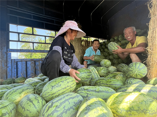 村民忙著採摘西瓜。受訪單位供圖