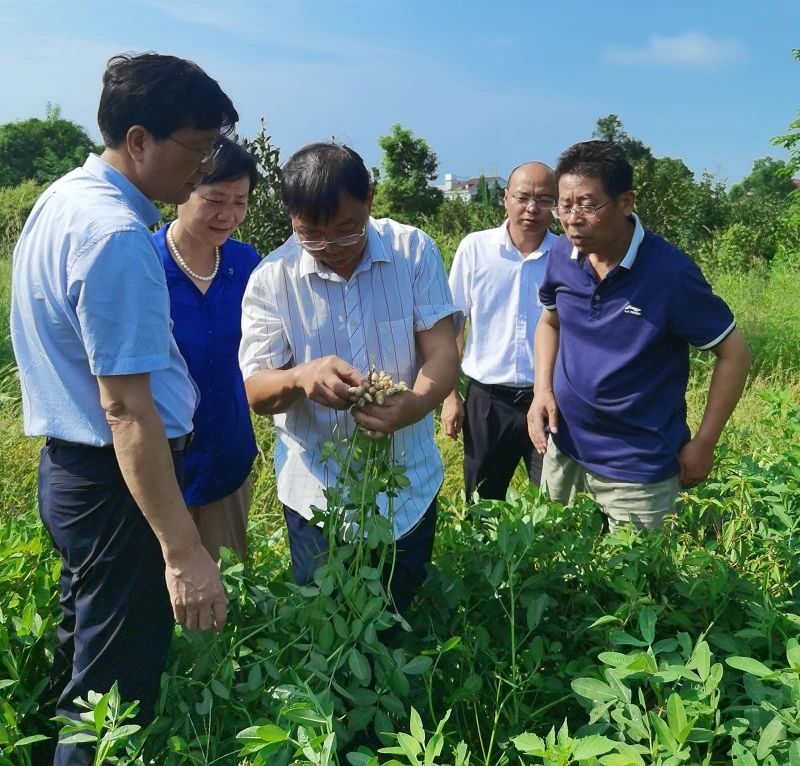 李林（左三）在花生田裡現場指導教學。單位供圖