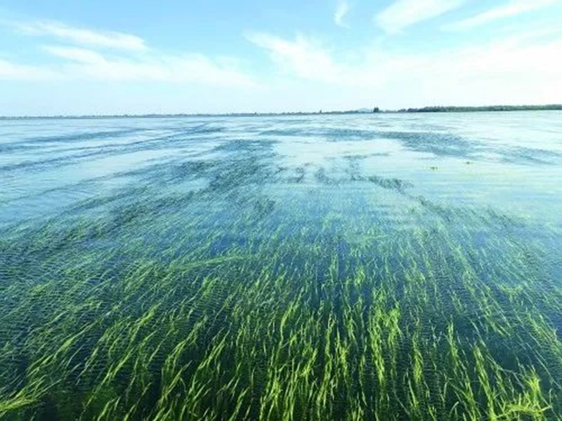 益阳大通湖由过去的“水下荒漠”转变为“水下森林”。受访单位供图