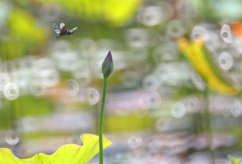 2023年7月16日，一隻黑麗翅蜻在湖南省衡陽師范學院的荷塘裡飛舞。曹正平攝