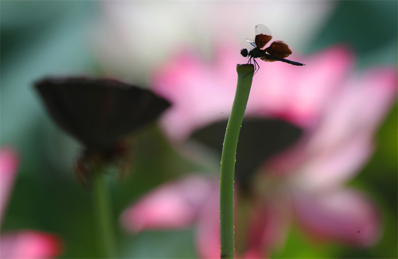 2023年7月16日，一隻黑麗翅蜻在湖南省衡陽師范學院的荷塘裡停留。曹正平攝