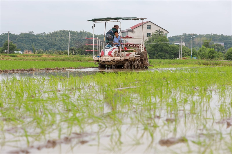 2023年7月18日，在湖南省衡阳市衡阳县西渡镇陡岭村，驾驶插秧机在田间插秧。刘欣荣摄