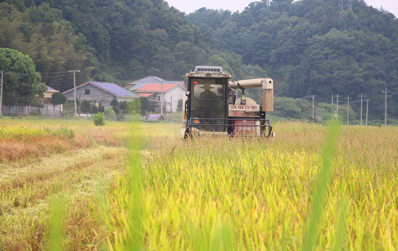 收割機行駛在稻田裡。人民網記者 劉賓攝