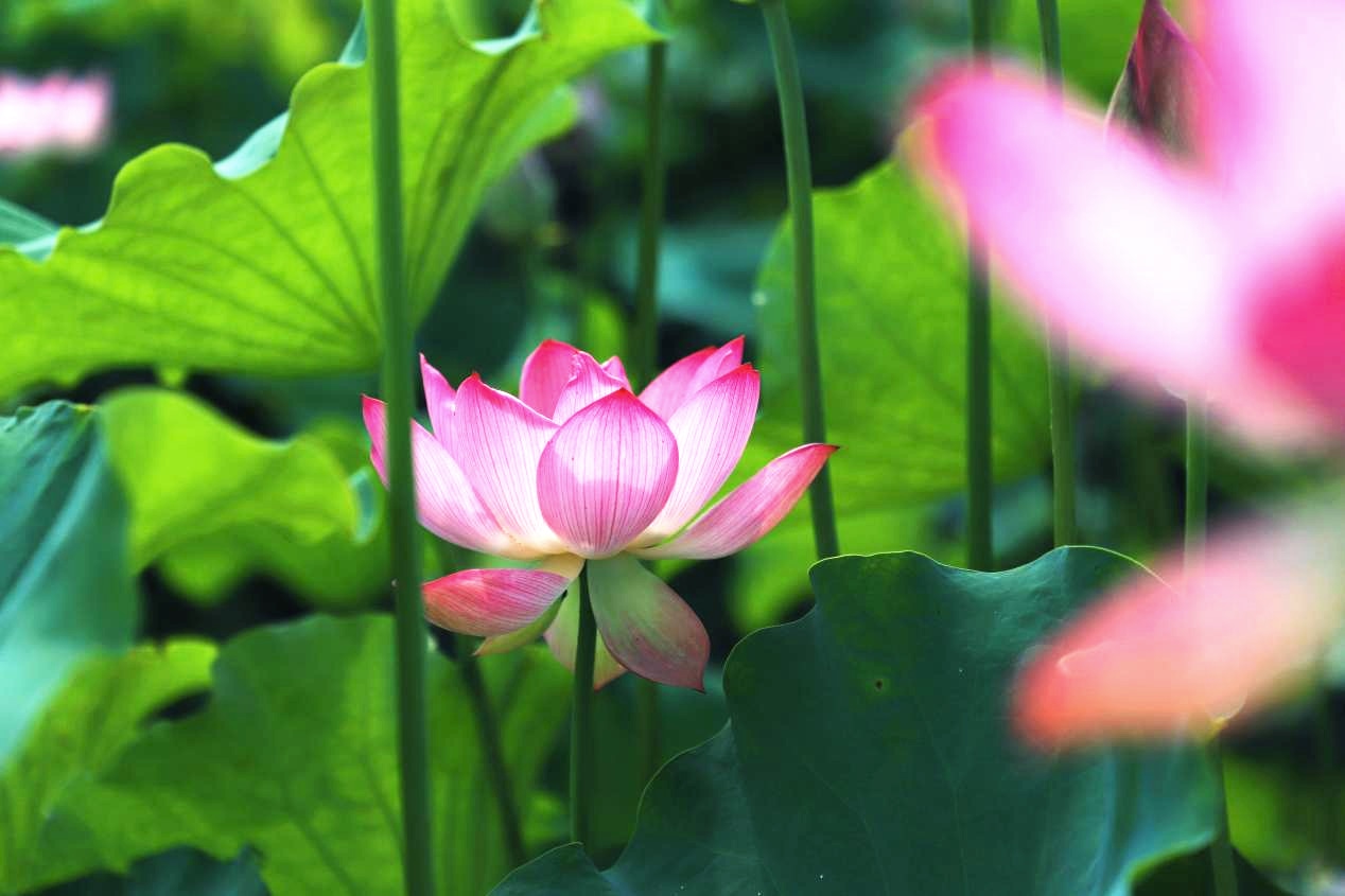 凌波仙子静中芳，也带酣红学醉妆。邹小艳摄