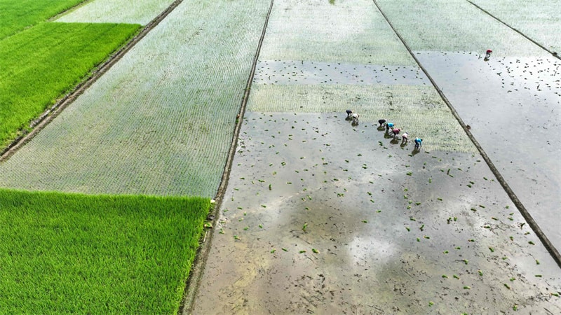 湖南省常宁市三角塘镇长江村，村民在抢插晚稻。周秀鱼春摄