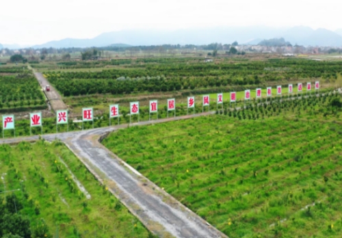 潇浦镇千亩夏橙种植基地。受访单位供图