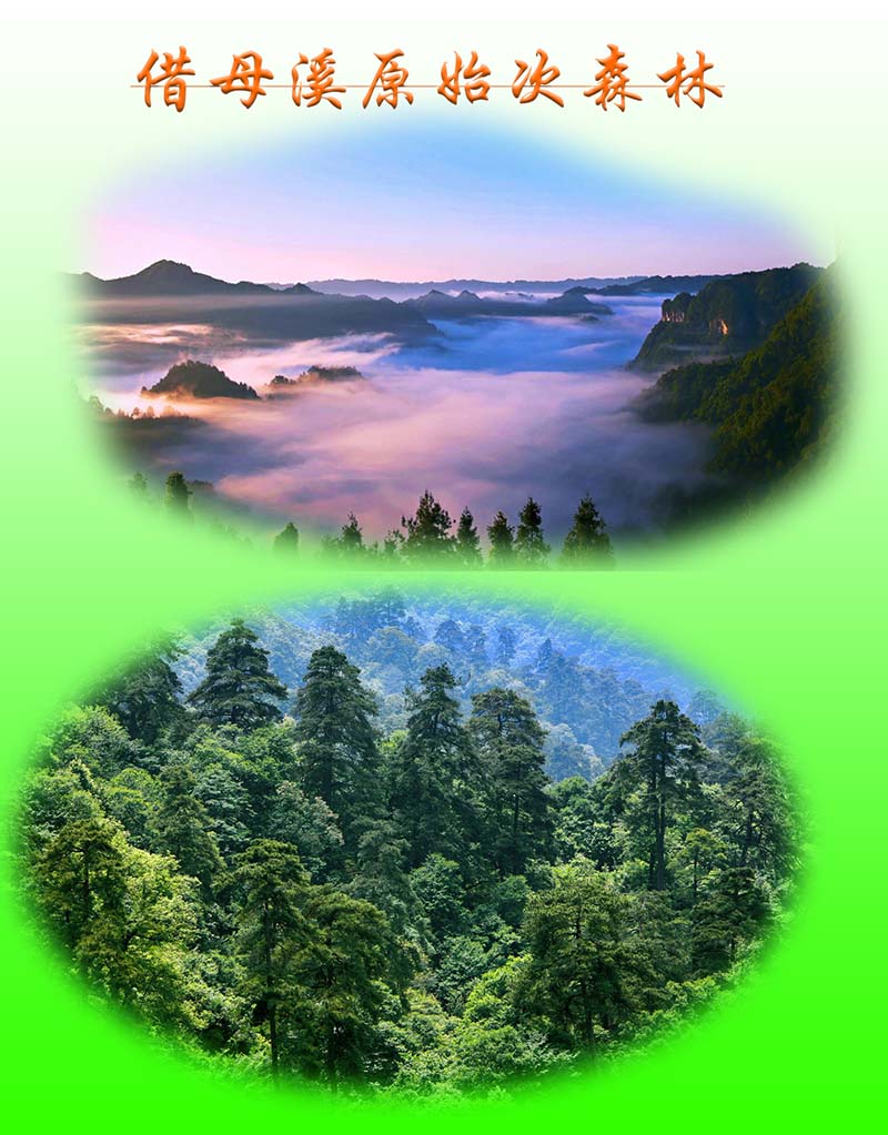 沅陵借母溪原始次森林。刘科摄