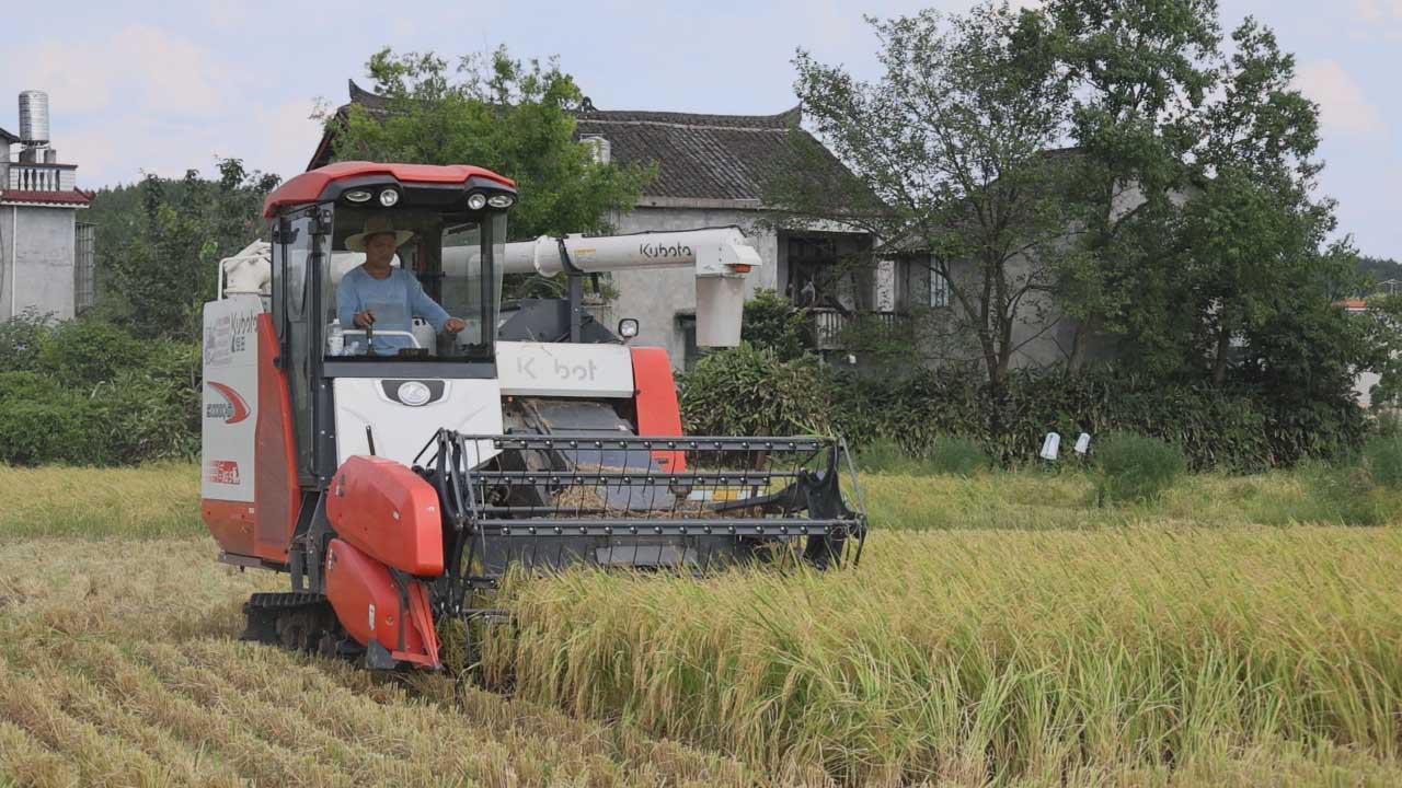 在衡阳县三湖镇福兴村茶园组，一台收割机在金黄色的稻田里收割早稻。吴展名摄