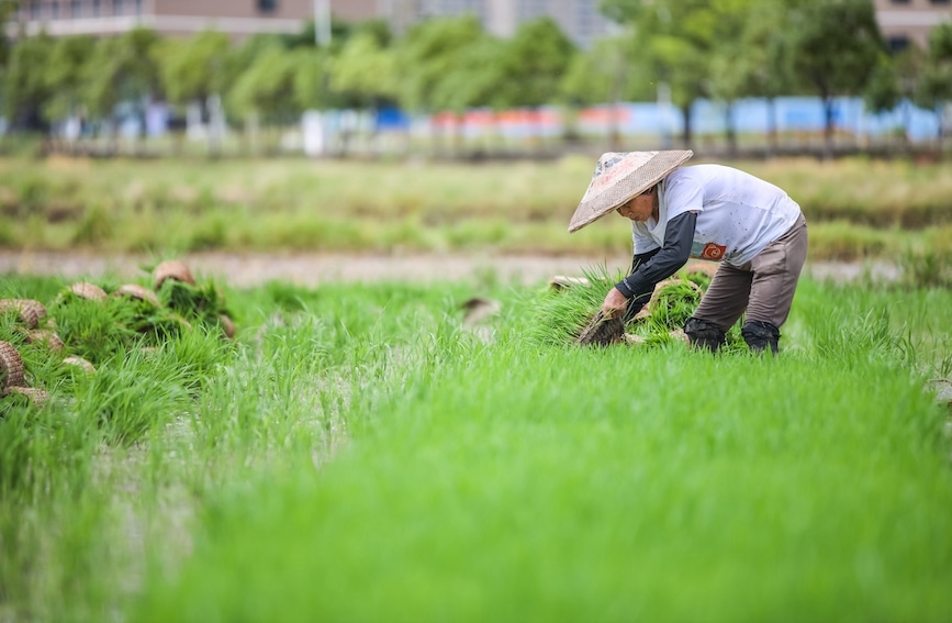 農民冒著酷暑搶收搶種。彭華攝