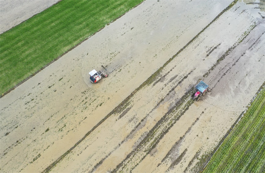 湖南省常寧市三角塘鎮江南村村民駕駛農機在翻耕農田，准備搶插晚稻。周秀魚春攝