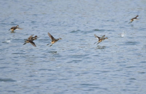 野鸭在美丽的永明河畔戏水。受访单位供图