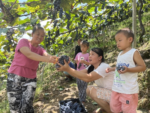 果農在採摘葡萄。受訪單位供圖