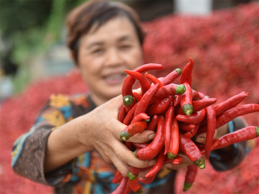 2023年8月13日，在湖南省娄底市双峰县永丰街道风江村，农民展示丰收的红辣椒。乃继辉摄