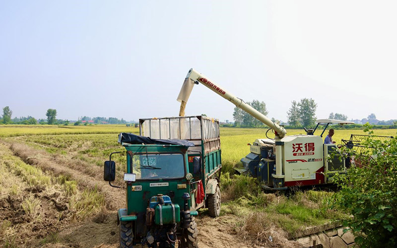 收谷中。李根摄