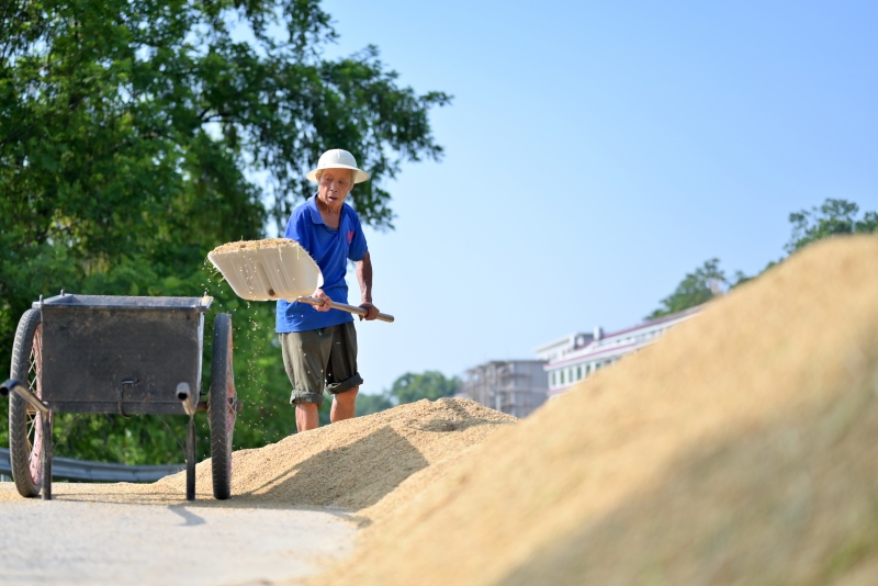 花橋村農民在晾晒稻谷。李建新攝