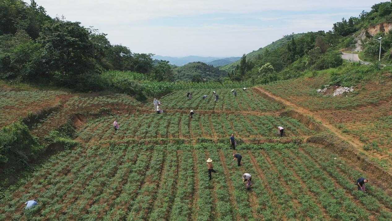 在基地采摘辣椒。单位供图