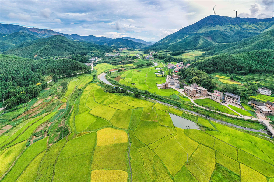 湖南省永州市蓝山县大桥瑶族乡，稻花香乡村美。彭华摄