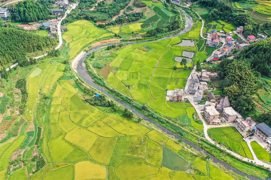 湖南省永州市蓝山县大桥瑶族乡，稻花香乡村美。彭华摄