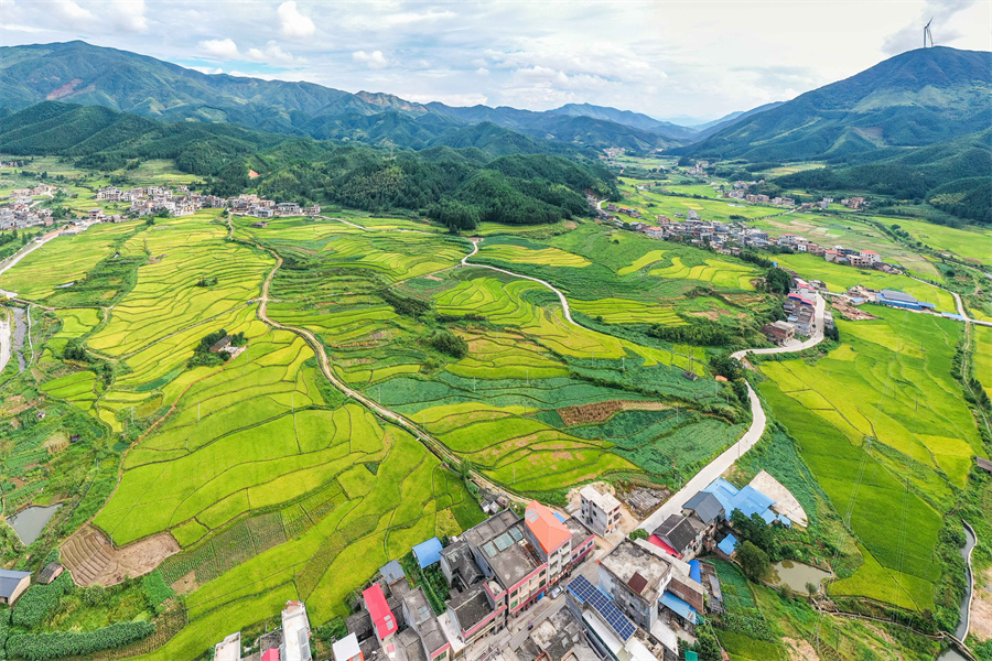 湖南省永州市蓝山县大桥瑶族乡，稻花香乡村美。彭华摄