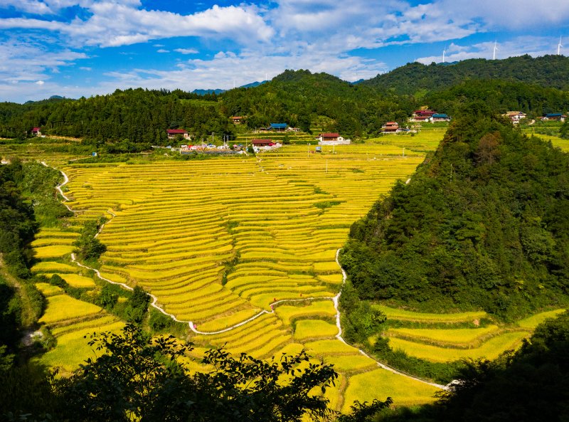 芷江侗族自治县牛牯坪乡千丘田300多亩梯田稻浪滚滚。田文国摄