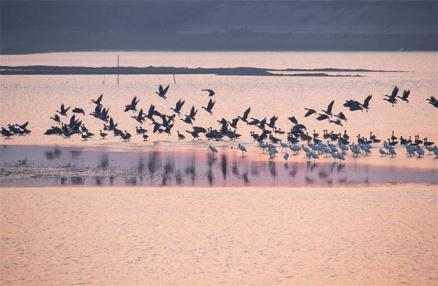 洞庭湖上起飞的白琵鹭和灰雁。吴小平摄