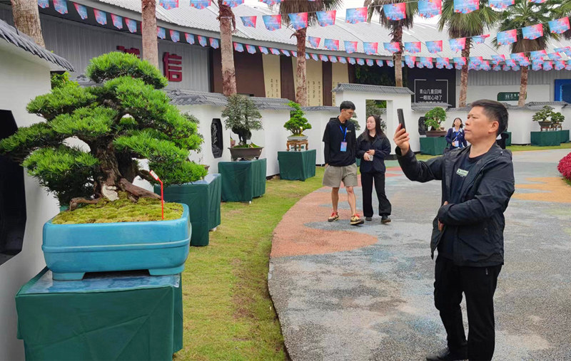 盆景展區。人民網記者 劉賓攝