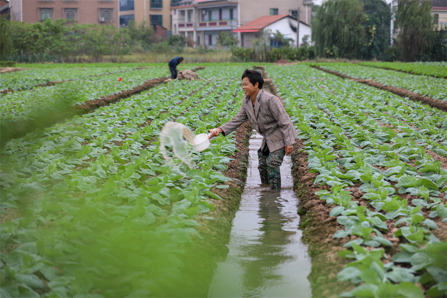 2023年10月8日，湖南省衡陽縣西渡鎮新橋村村民在給蔬菜澆水。劉欣榮攝