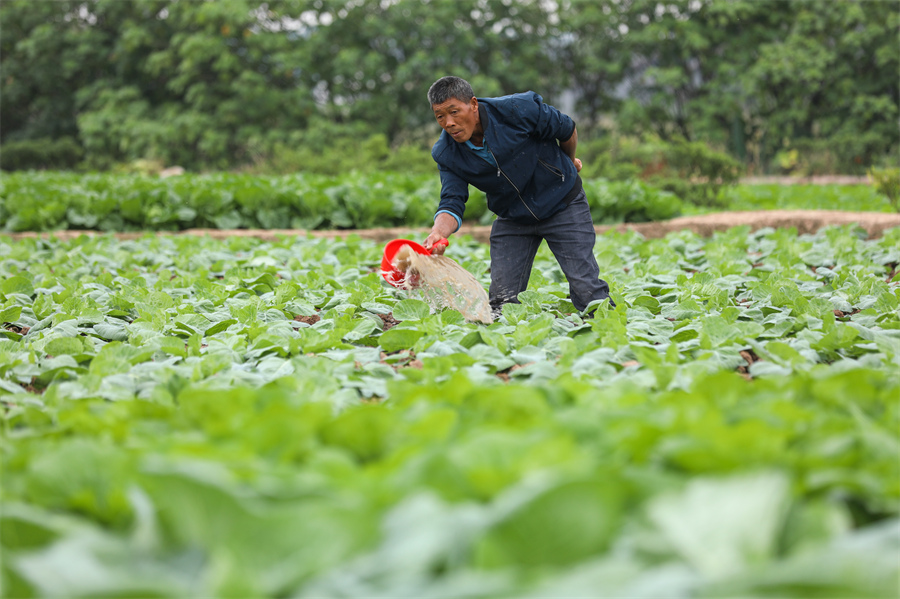 10月8日，湖南省衡陽縣西渡鎮新橋村村民在給蔬菜澆水。劉欣榮攝