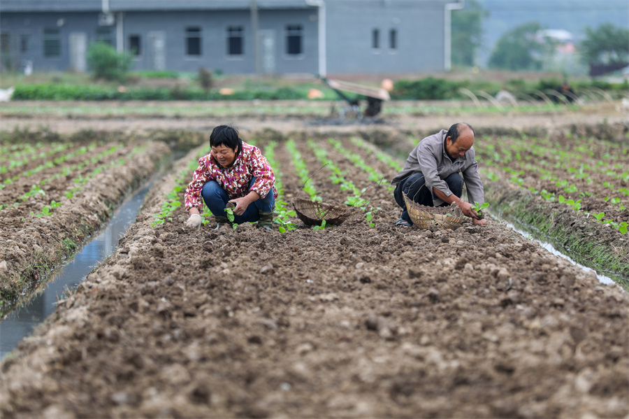 10月8日，湖南省衡陽縣西渡鎮新橋村村民在移栽蔬菜苗。劉欣榮攝