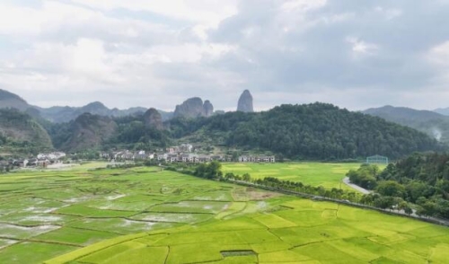 湖南崀山：金秋稻田美如畫。受訪單位供圖