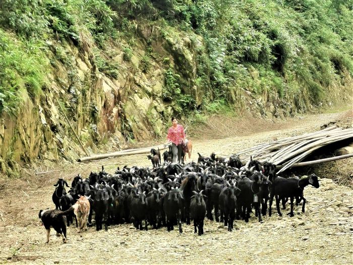 黑山羊群。单位供图