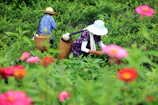 张家界市武陵源区金杜村的农民在茶园采莓茶，过去山林间的撂荒地变成莓茶园、产业田、致富田。吴勇兵摄