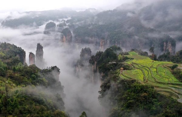 张家界市武陵源区天子山，昔日的撂荒地变成峰林间“空中田园”，美景如画。吴勇兵摄