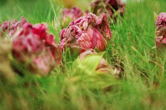 芙蓉花落终成泥。邹小艳摄