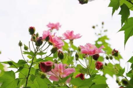 随风摇曳的芙蓉花。邹小艳摄
