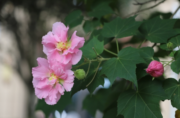 下午的芙蓉花盛情绽放。曾玉娟摄