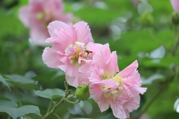 午后的芙蓉花争奇斗艳。曾玉娟摄