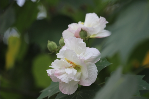 清晨的芙蓉花洁白无瑕。曾玉娟摄