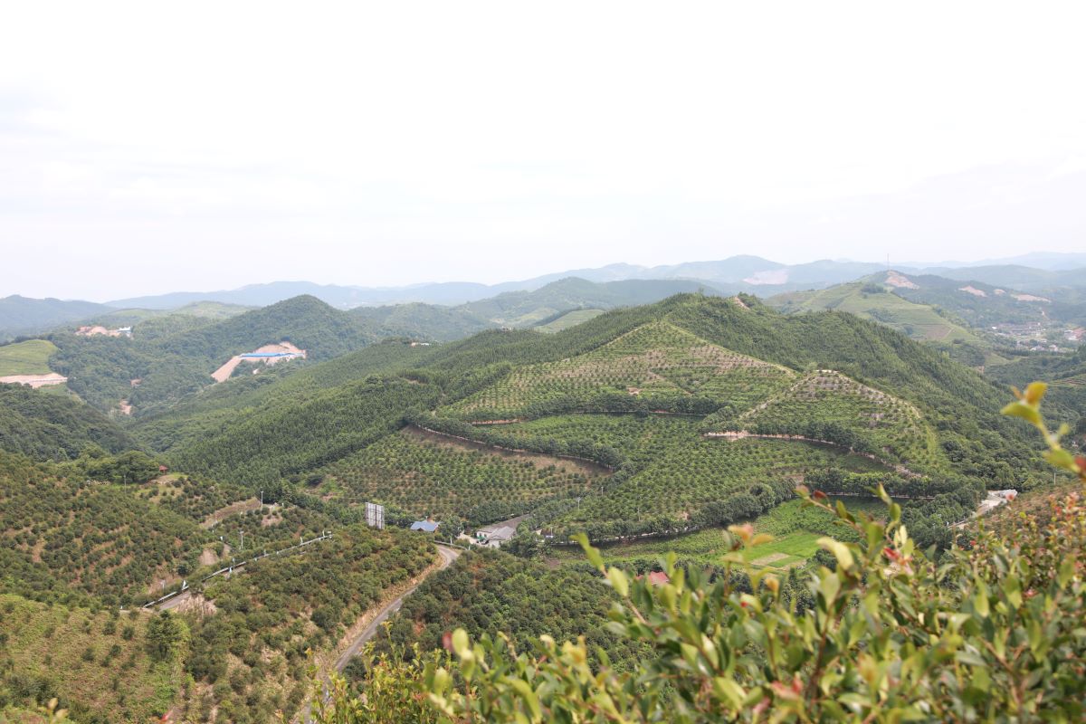 漫山遍野油茶林。邓正华摄