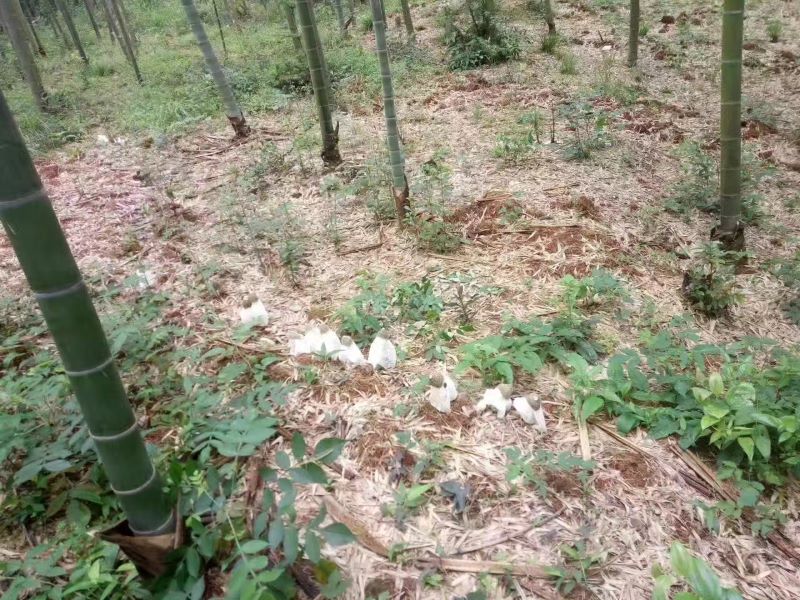 破土而出的竹荪。许珂摄